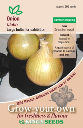 Picture of Onion Globo 