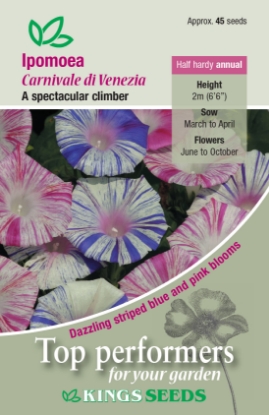 Picture of Ipomoea Purpurea Carnevale Di Venezia