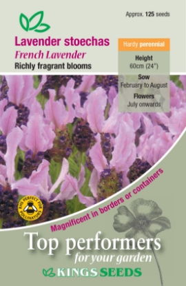 Picture of Lavender Stoechas (French Lavender)