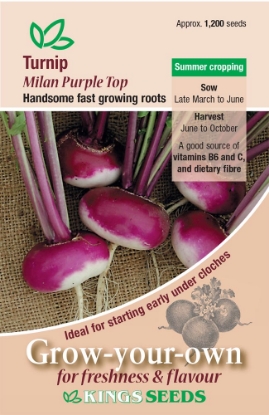 Picture of Turnip Milan Purple Top
