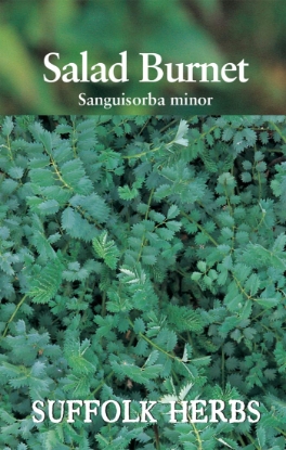 Picture of Burnet Salad