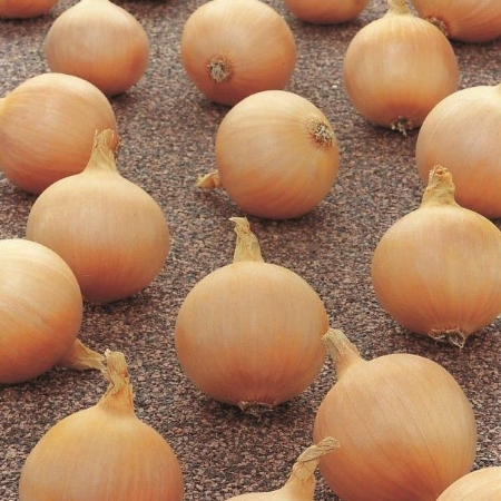 Picture for category Autumn Onion Sets