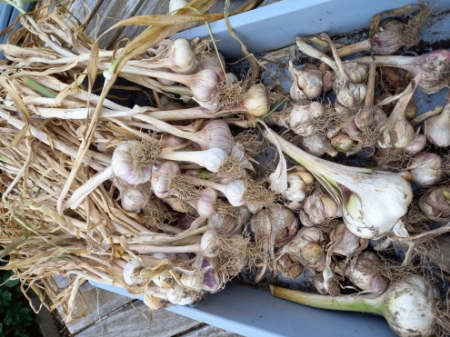 Picture for category Garlic