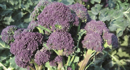 Picture for category Broccoli & Calabrese