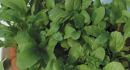 Picture for category Salad Leaves