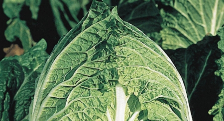 Picture for category Oriental Vegetables