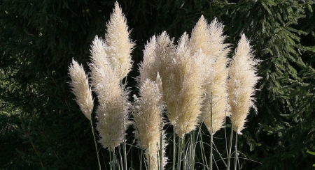 Picture for category Ornamental Grasses
