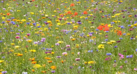 Picture for category Wildflowers