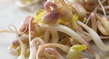 Picture for category Sprouting Seed