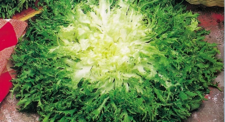 Picture for category Organic Endive