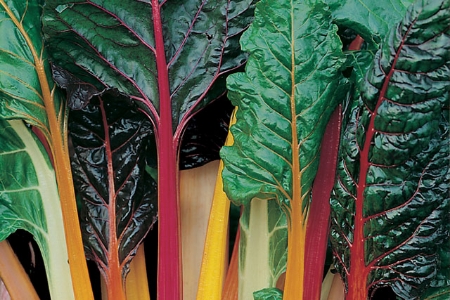 Picture for category Organic Leaf Beet Chard