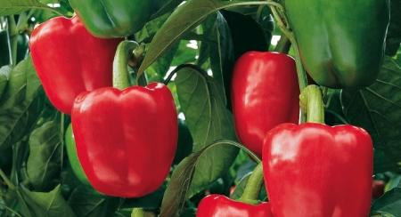 Picture for category Organic Pepper
