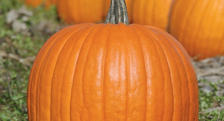 Picture for category Organic Winter Squash and Pumpkins