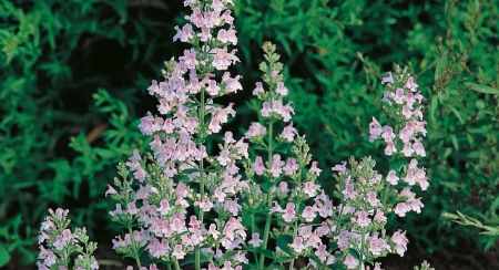 Picture for category Calamint