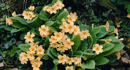 Picture for category Primrose
