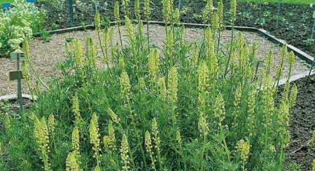 Picture for category Dyers