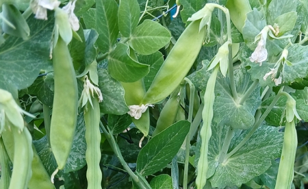 Picture for category Peas