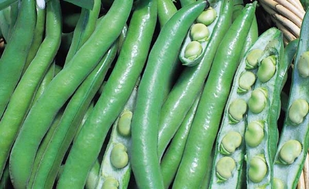 Picture for category Broad Beans