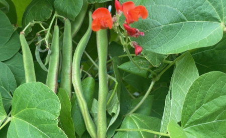 Picture for category Runner Beans