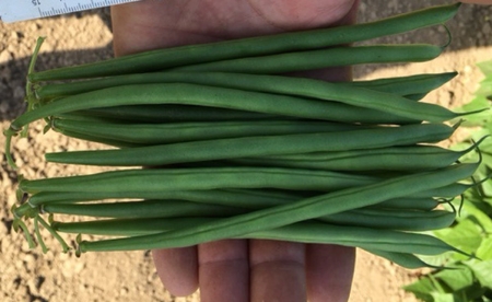 Picture for category Dwarf French Beans