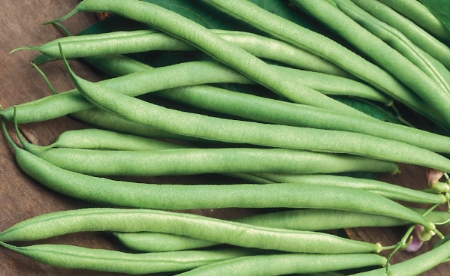 Picture for category Climbing French Bean
