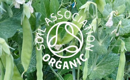 Picture for category Organic Peas