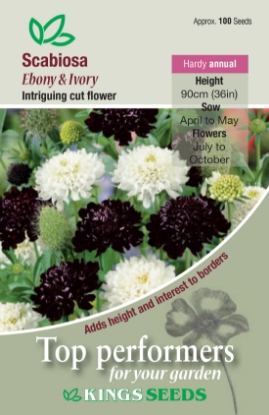 Picture of Scabious Ebony & Ivory
