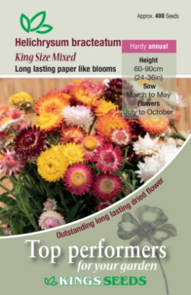Picture of Helichrysum King Size Mixed