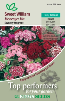 Picture of Sweet William Messenger Mix
