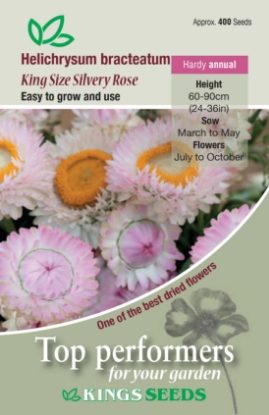 Picture of Helichrysum King Size Silvery Rose