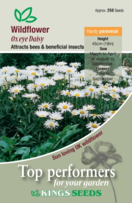 Picture of Wild Flower Ox Eye Daisy (Leucanthemum Vulgare)