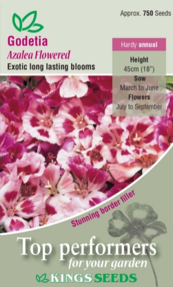 Picture of Godetia Azalea Flowered