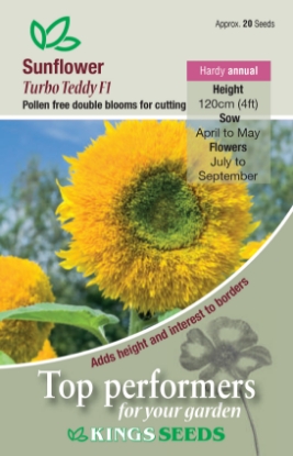 Picture of Sunflower Turbo Teddy F1