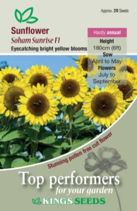 Picture of Sunflower Soham Sunrise F1