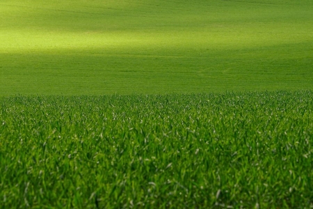 Picture for category Lawn Grass