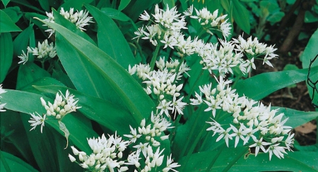 Picture for category Garlic Mustard